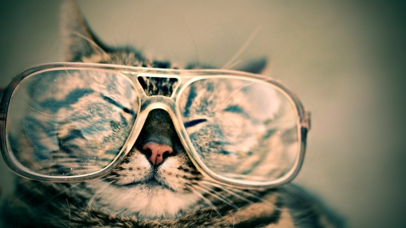 a cat with the glasses during the daily fx routine, checking the Market data