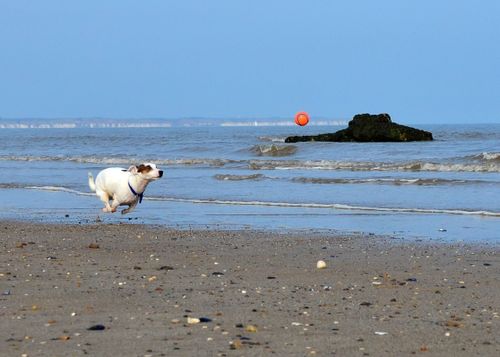 A dog that is playing the ball and enjoing solid forex trading tips 