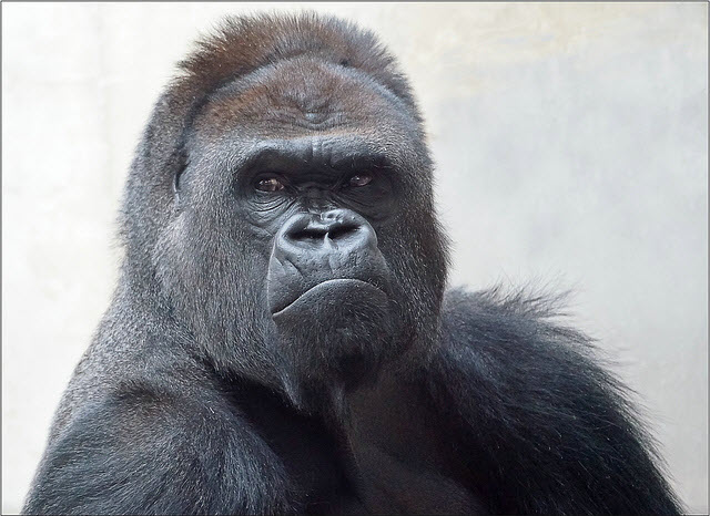image of a gorilla that embodies the forex market maker