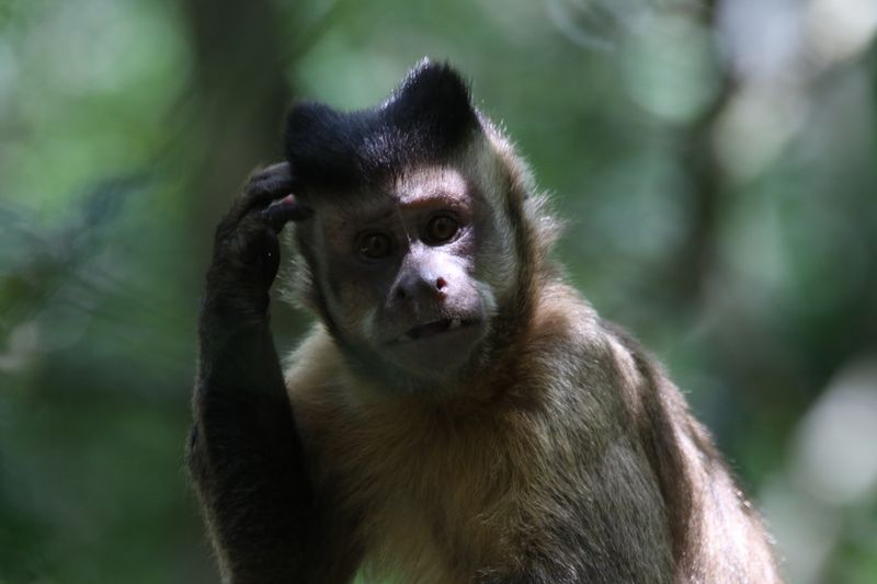 image of a monkey that is thinking of how to learn a binary options trading strategy